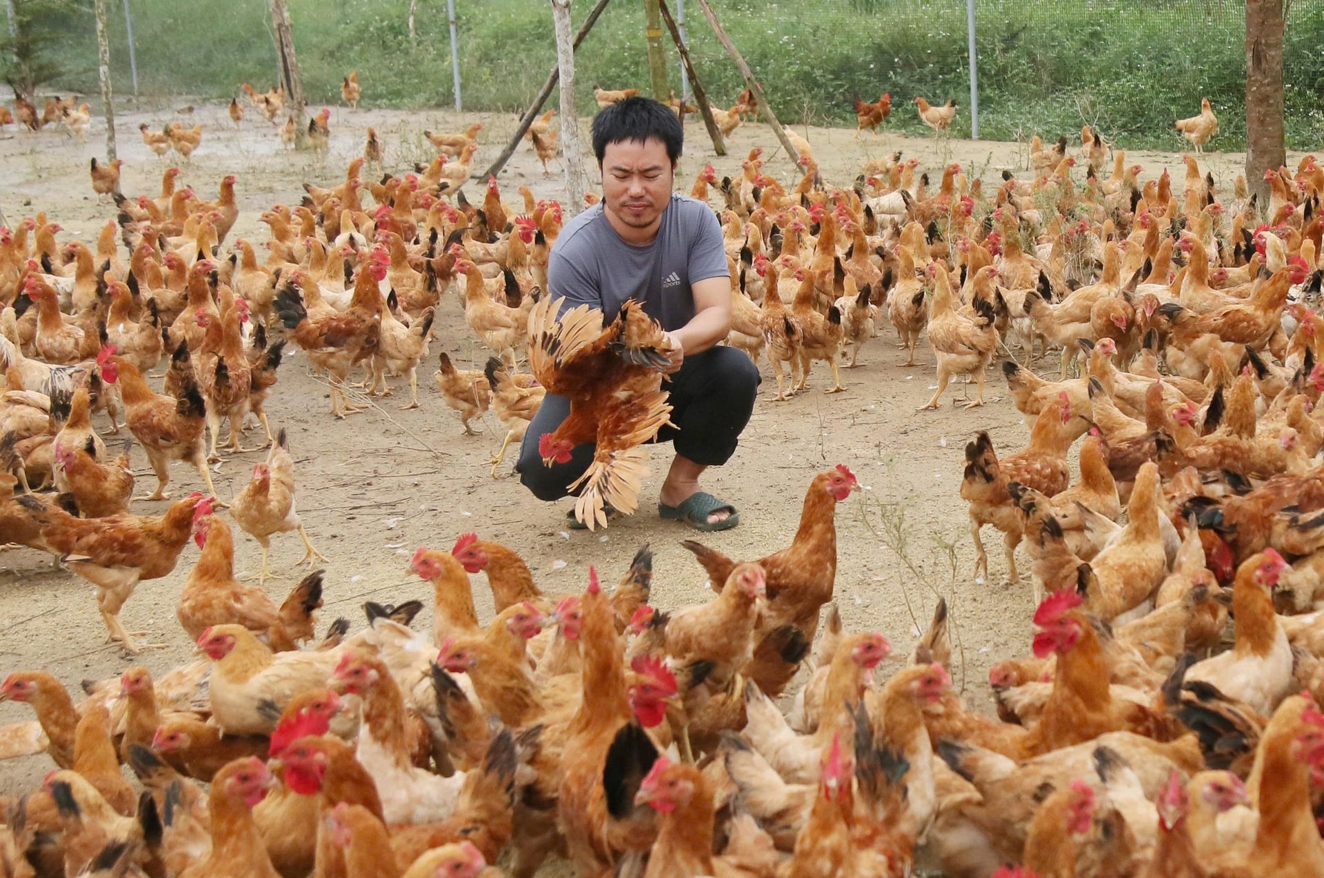 Anh Nguyễn Tiến Sỹ kiểm tra lứa gà thảo dược chuẩn bị xuất chuồng. Ảnh: T. Phùng.