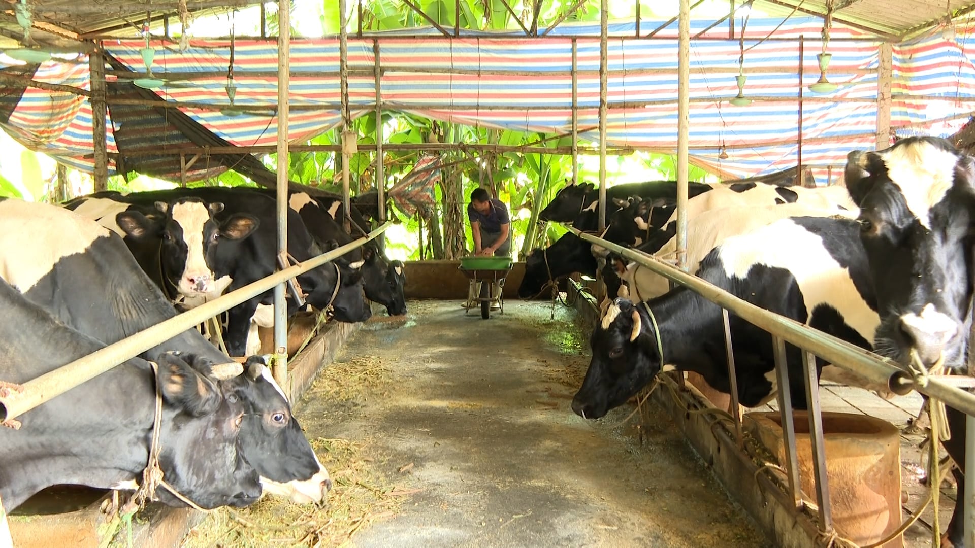 Có thời điểm đàn bò sữa của xã Vĩnh Phú, tỉnh Phú Thọ lên tới hơn 30.000 con. Thế nhưng đến nay, tổng đàn chỉ còn hơn 20.000 con và xu hướng vẫn tiếp tục giảm. Ảnh: Duy Học.