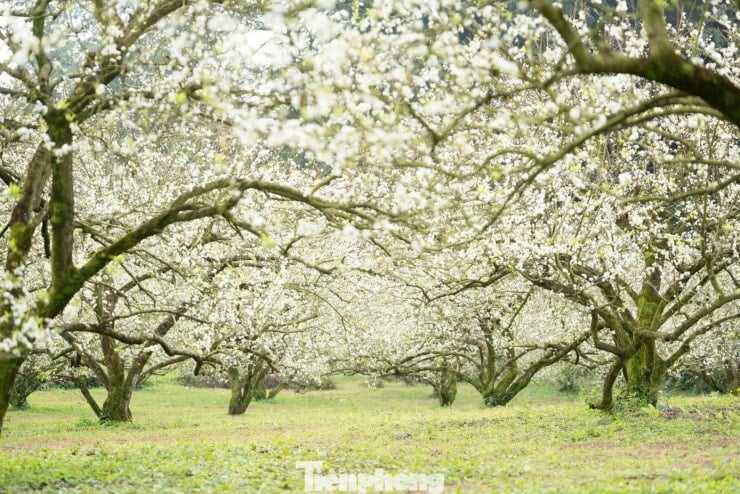 Plum blossoms bloom ដើមរដូវ, បរិសុទ្ធនៅដើមរដូវរងាអាកាសធាតុនៅ Moc Chau - ៣