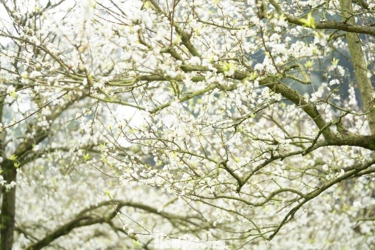 Plum blossoms bloom ដើមរដូវ, អាកាសធាតុដើមរដូវរងានៅ Moc Chau - ៤