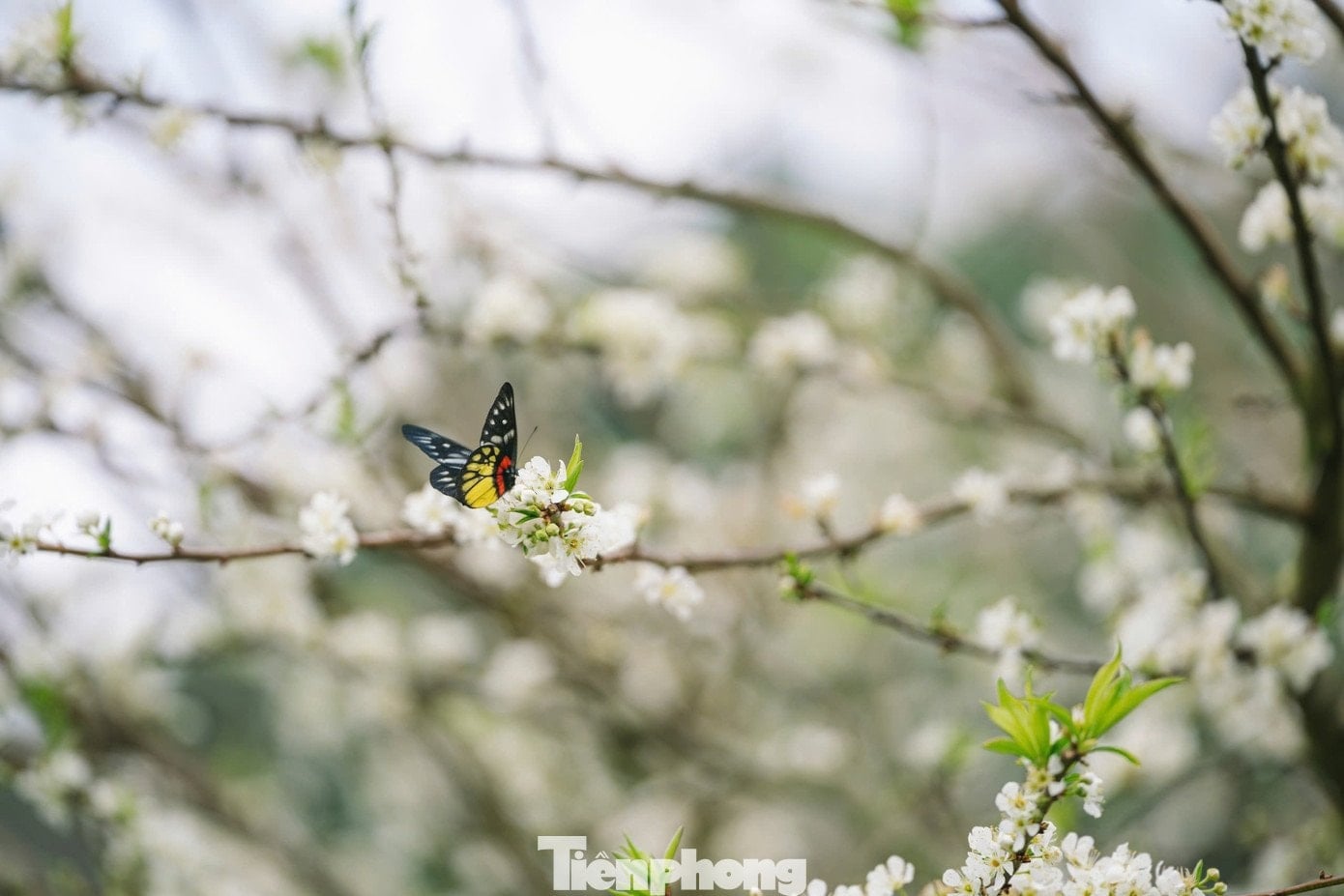 Plum blossoms bloom ដើមរដូវ, បរិសុទ្ធនៅដើមរដូវរងាអាកាសធាតុនៅ Moc Chau - ៦