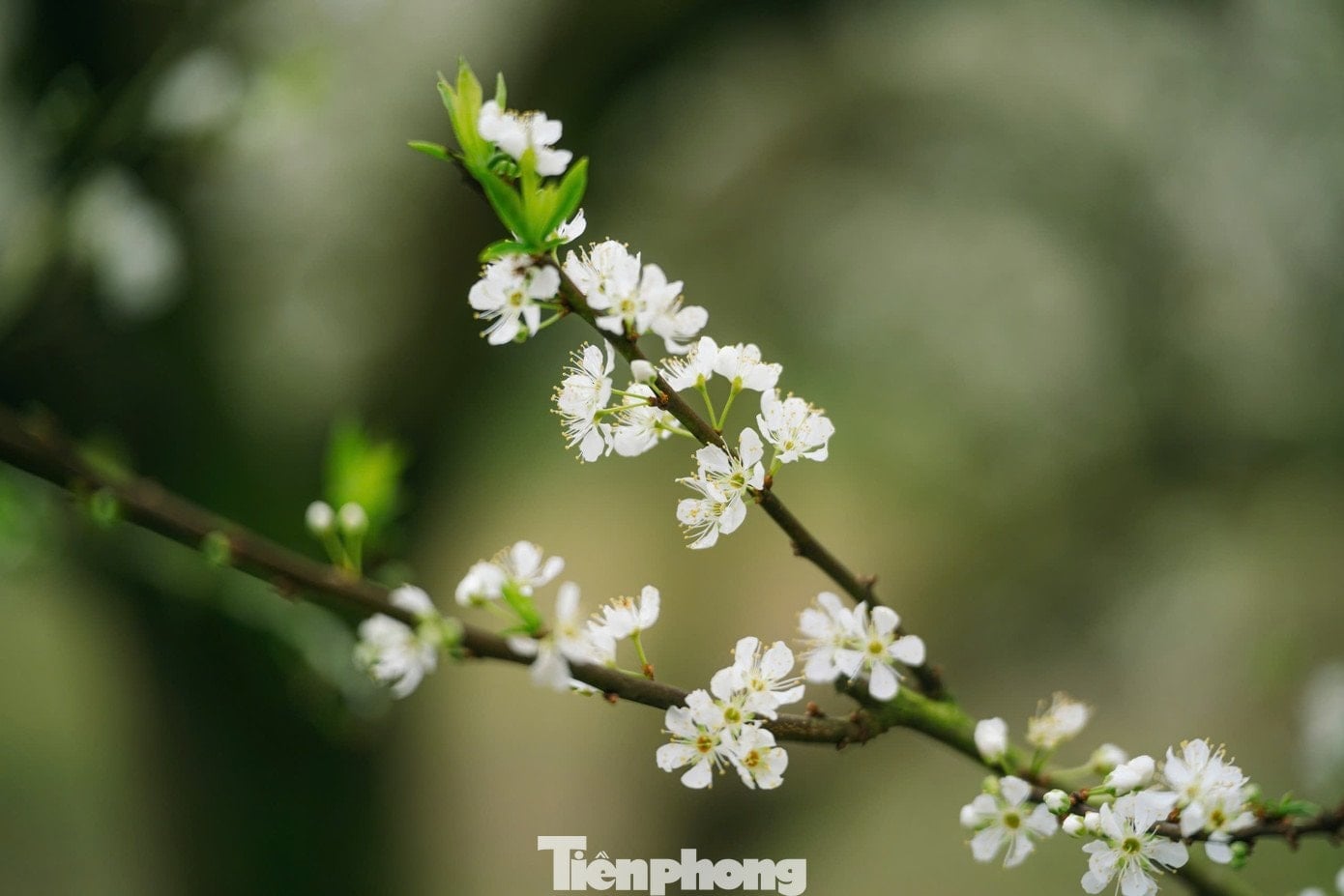 Plum blossoms bloom ដើមរដូវ, អាកាសធាតុដើមរដូវរងានៅ Moc Chau - ៩