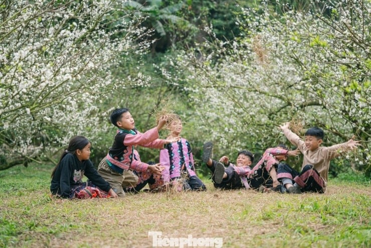 Plum blossoms bloom ដើមរដូវ, បរិសុទ្ធនៅដើមរដូវរងាអាកាសធាតុនៅ Moc Chau - 10