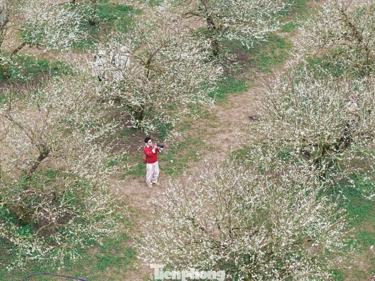 Plum blossoms រីកដើមរដូវត្រជាក់នៅរដូវរងានៅ Moc Chau - ២