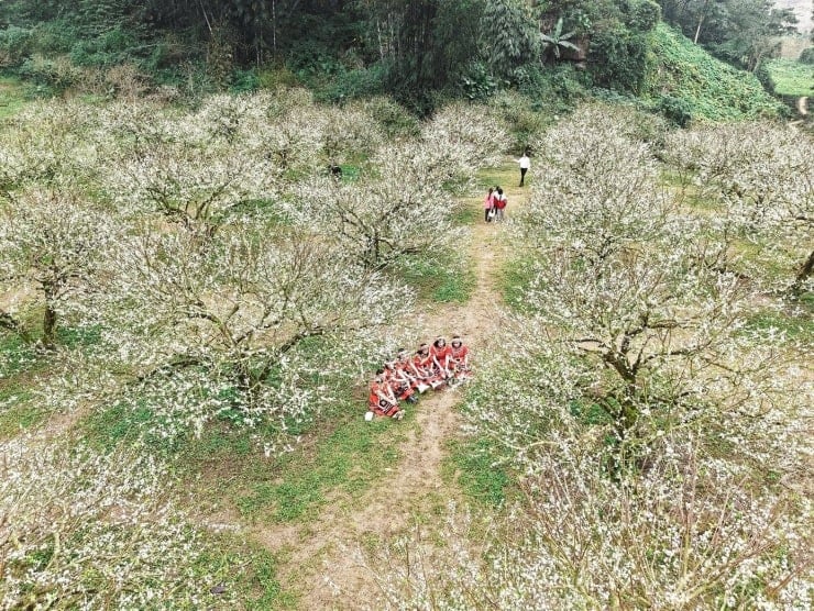 Plum blossoms bloom ដើមរដូវផ្ការីកនៅដើមរដូវរងានៅ Moc Chau - ១