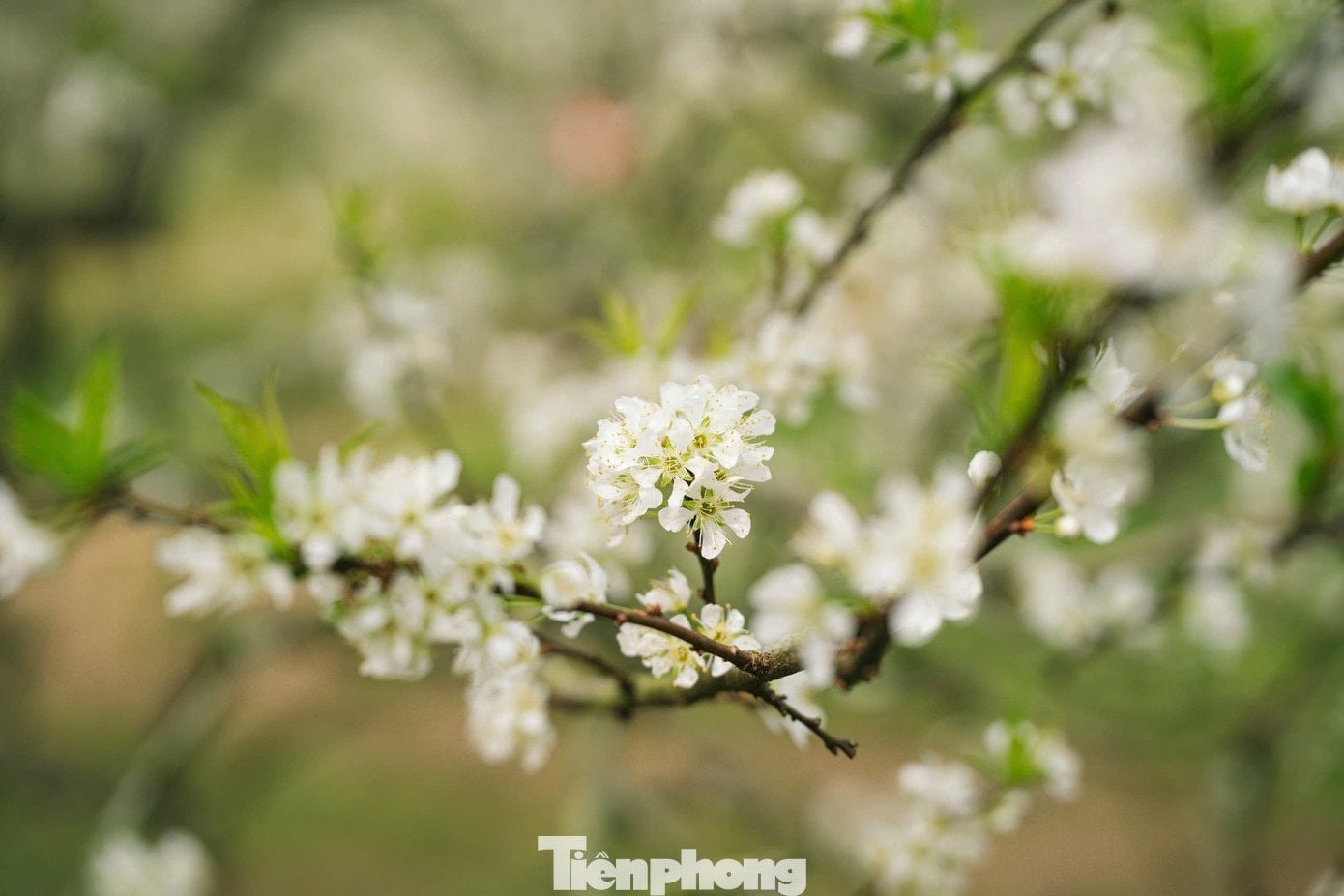 Plum blossoms bloom ដើមរដូវ, អាកាសធាតុដើមរដូវរងានៅ Moc Chau - ៧