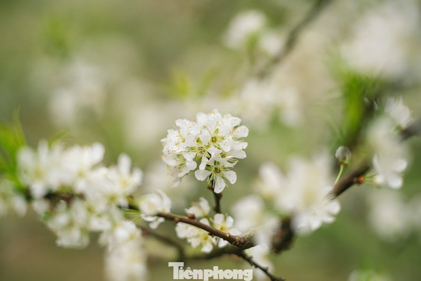 Plum blossoms bloom ដើមរដូវ, អាកាសធាតុដើមរដូវរងានៅ Moc Chau - ៨