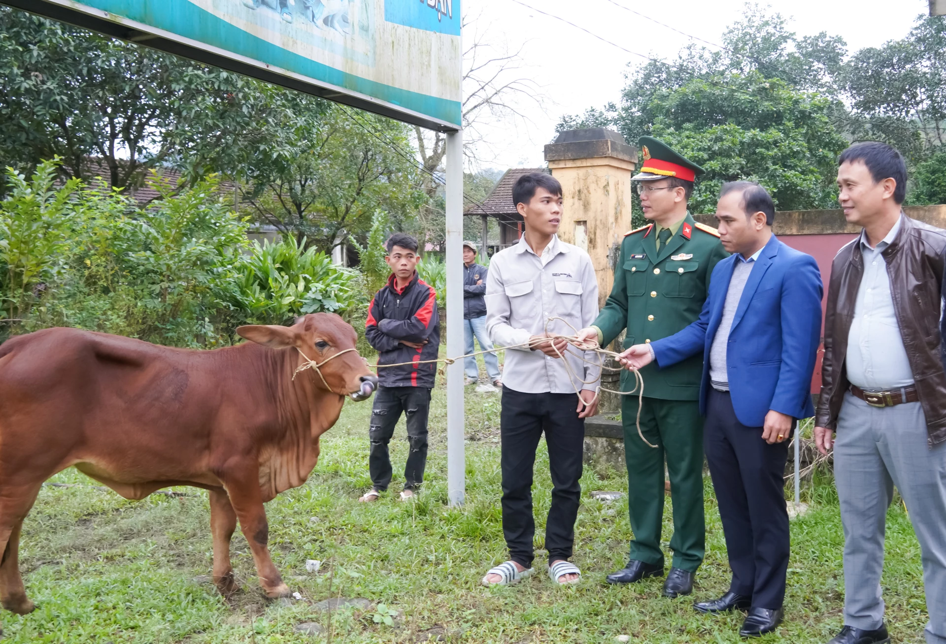 सैन्य आर्थिक समूह 79 (सेना कोर 15) ने किम नगन कम्यून में ब्रू-वान कियू लोगों को प्रजनन गायें भेंट कीं - फोटो: एन.एच.