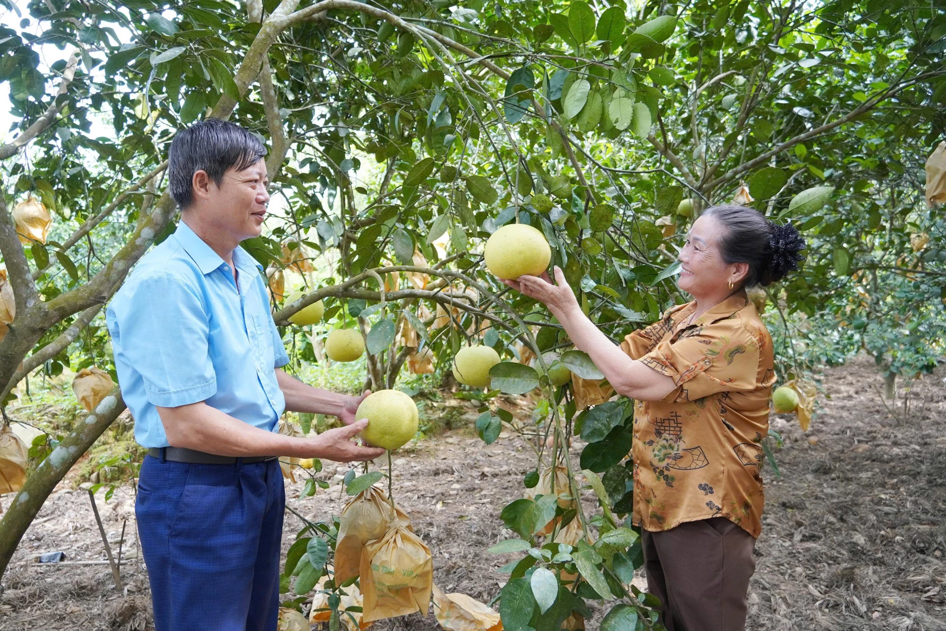 Mensen in de gemeente Tuyen Son zijn enthousiast omdat de grapefruitoogst goed is en de prijzen stabiel zijn - Foto: X.V