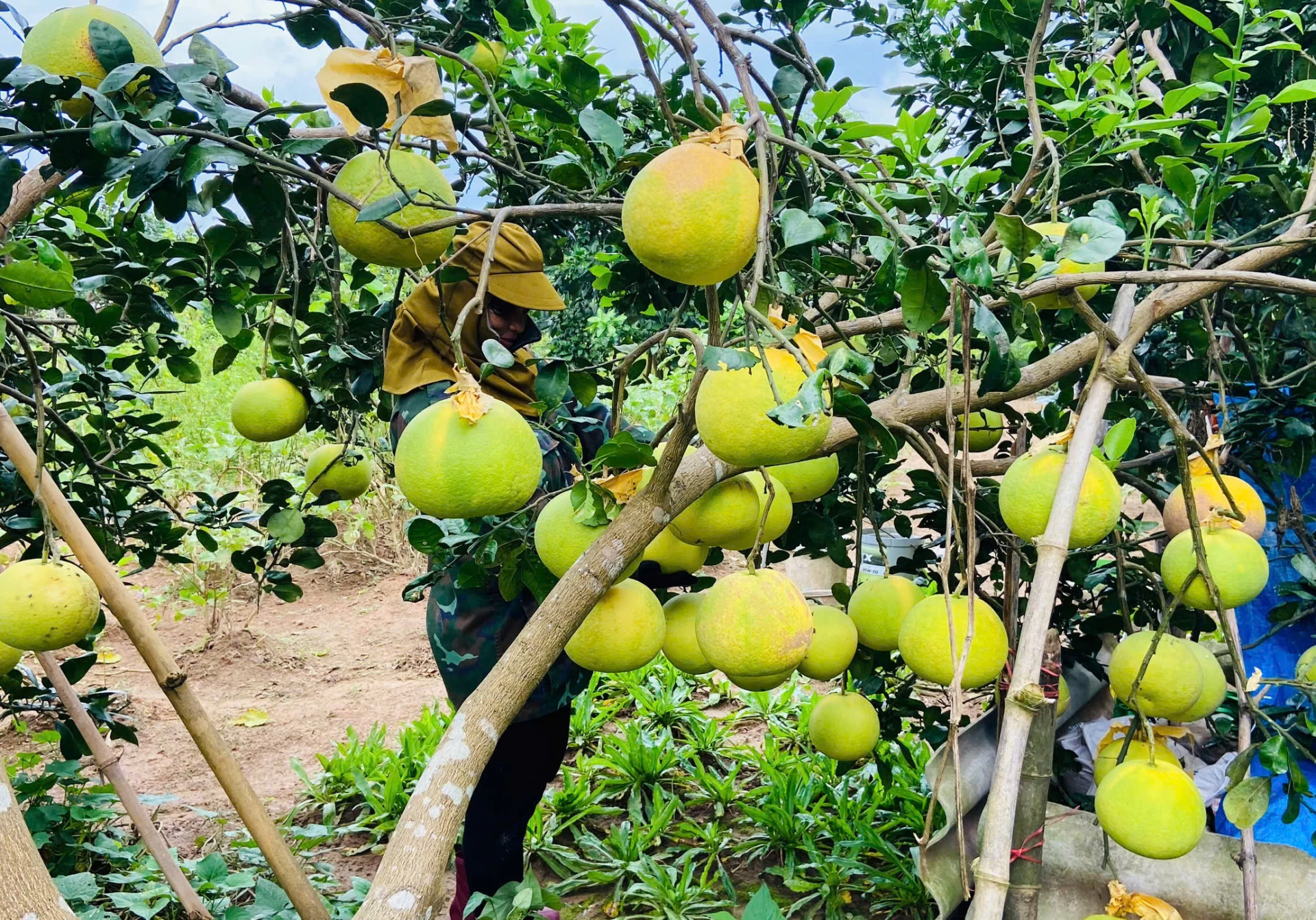 Phuc Trach grapefruit uit de gemeente Tuyen Son heeft een prachtig uiterlijk en fruit van hoge kwaliteit, waardoor er veel handelaren komen om het te kopen - Foto: X.V