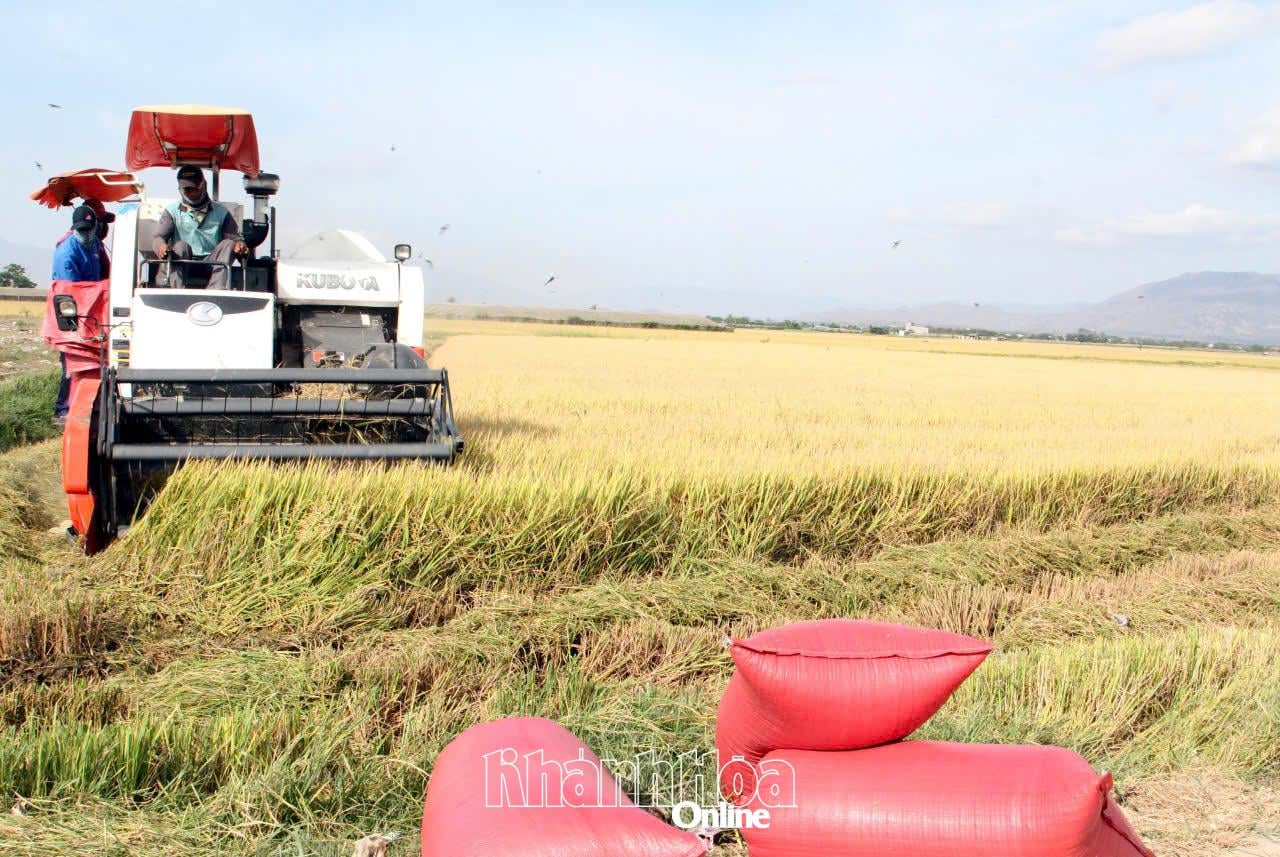 แบบจำลองทุ่งนาขนาดใหญ่ในตำบลเฟื้อกเฮา