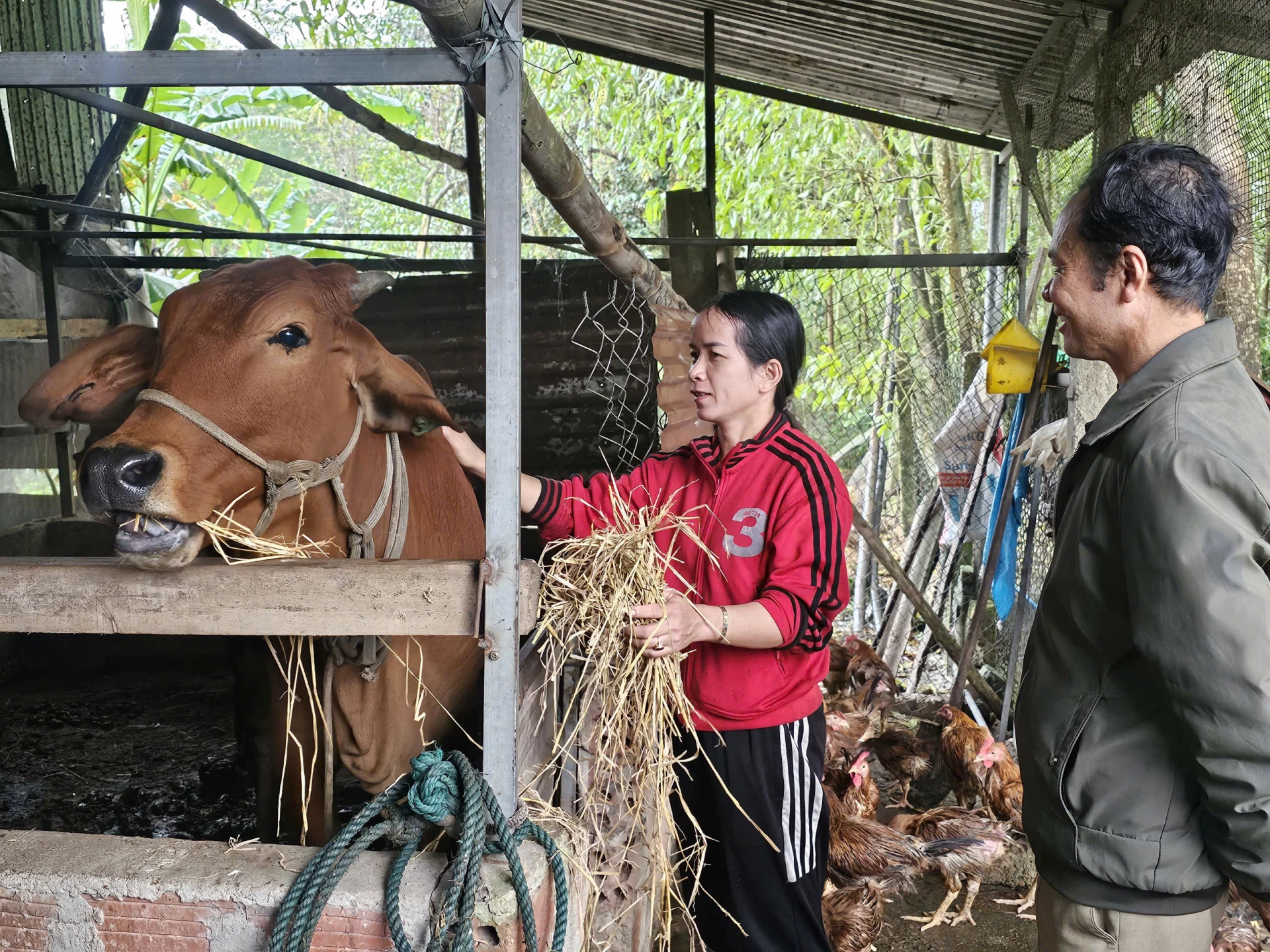 Pe lângă îngrijirea vacilor, dna Nguyen Thi Viet (satul Phu Hung) cultivă iarbă și rostogolește paie pentru a-și pregăti rezervele de hrană pentru întreaga iarnă. - Foto: Bao Binh