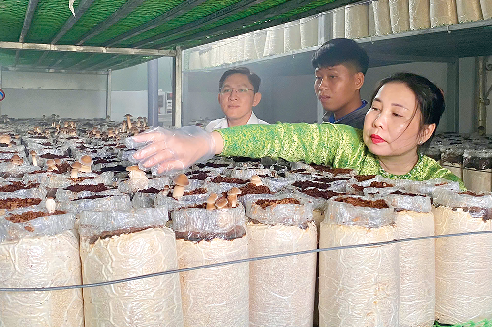 Introduktion till modellen för odling och produktion av svarta termiter i hushållen