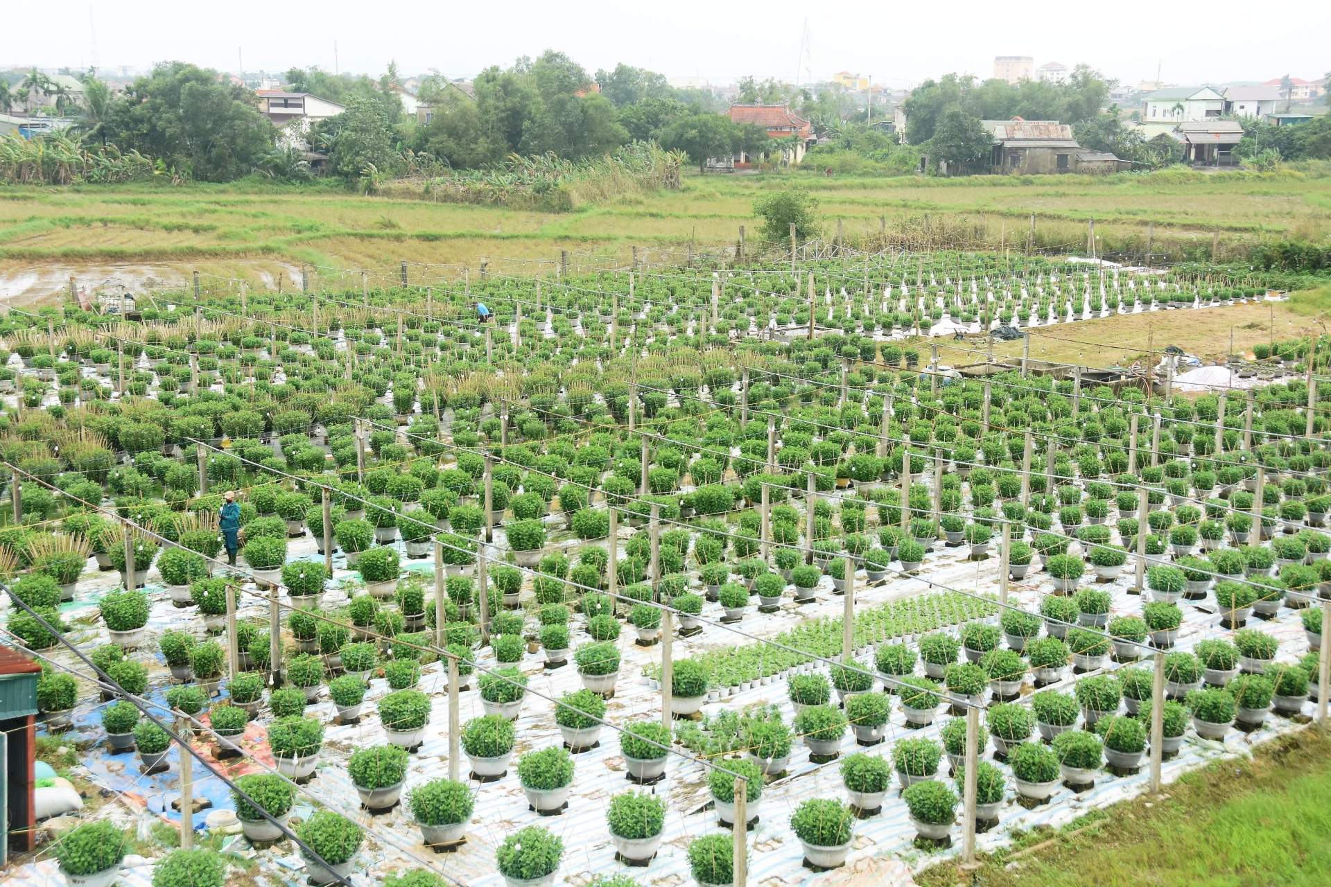 Un coin du village de fleurs d'An Lac, quartier de Dong Ha - Photo : D.V.