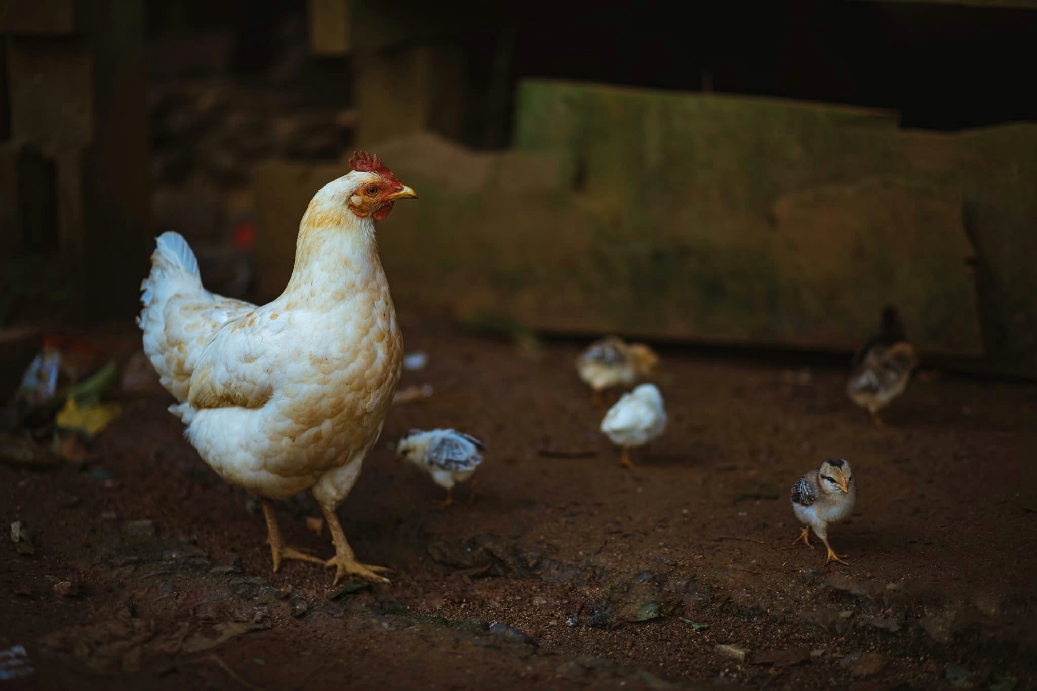 Foto 4 da aldeia de Kon Tu Ma lang Kon Tu Ma anh 4