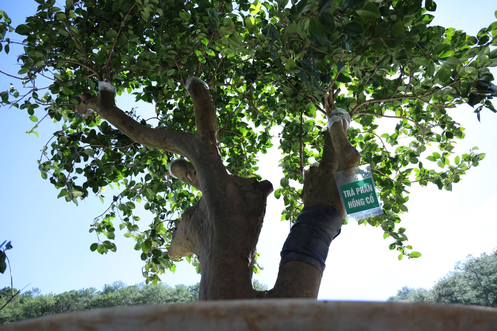 មហោស្រពតែអន្តរជាតិឆ្នាំ 2025 បានបង្ហាញ និងណែនាំដើមតែបុរាណចំនួន 1,000 ដើមដែលមានអាយុជាង 100 ឆ្នាំមកពីទូទាំងប្រទេស។