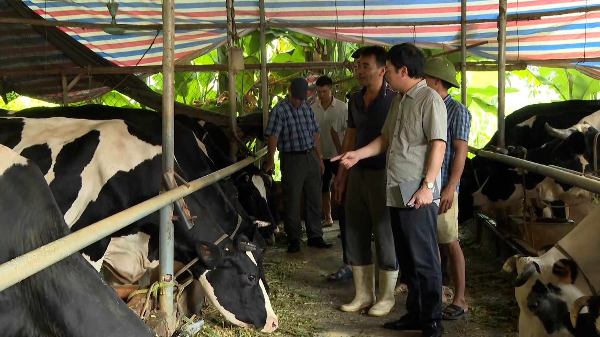 ក្នុងប៉ុន្មានឆ្នាំថ្មីៗនេះ រូបភាពនៃឧស្សាហកម្មទឹកដោះគោរបស់វៀតណាមបានបង្ហាញពី Vài năm trở lại đây, bức tranh ngành bò sữa Việt Nam đang cho thấy nhiều 'gam màu trầm' khi tổng đàn tăng trưởng chậm, thậm chí sụt giảm mạnh ở nhiều địa phương truyền thống. Ảnh: Duy Học.