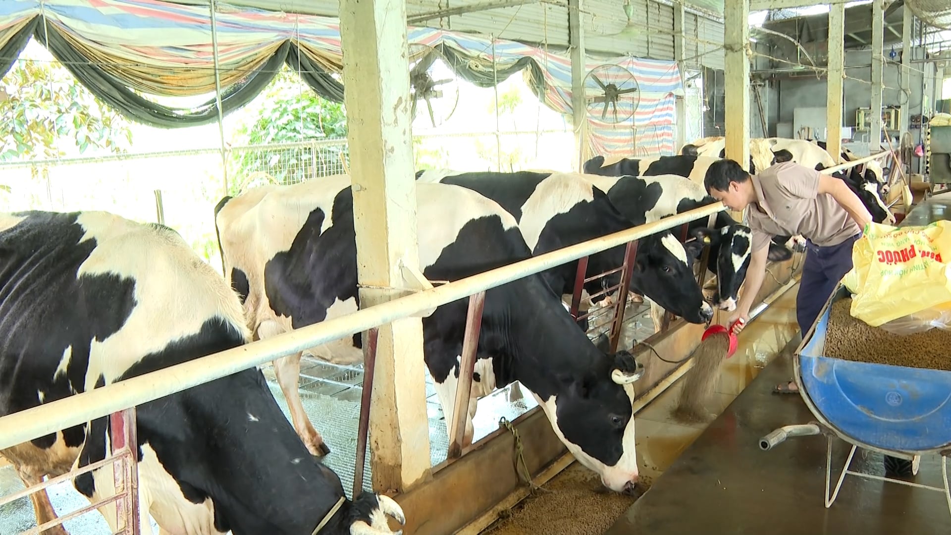 ベトナム畜産協会のグエン・スアン・ズオン会長は、市場が透明で、消費者が本物の牛乳と真の栄養価を明確に区別できる限り、過大な政策を必要とせずとも、国産乳牛は再び戻ってくるだろうと述べた。写真:デュイ・ホック