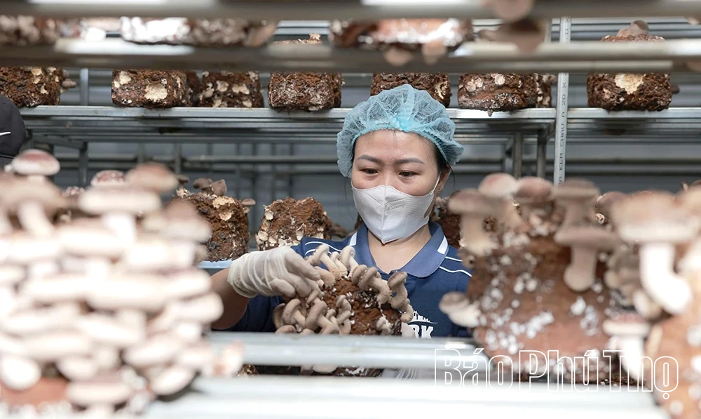 Explore organic mushroom growing model