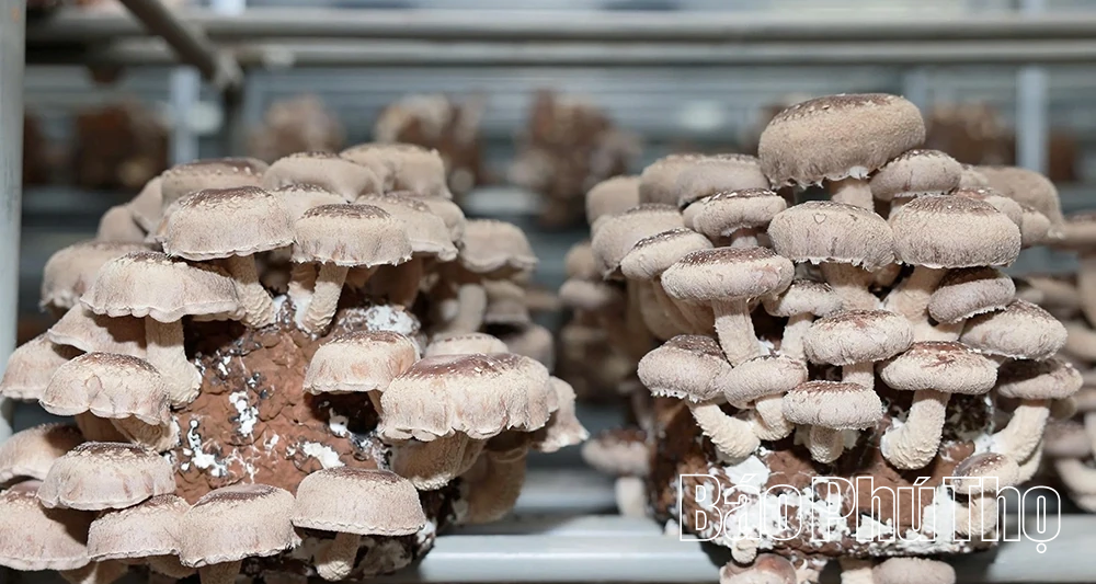 Explore organic mushroom growing model