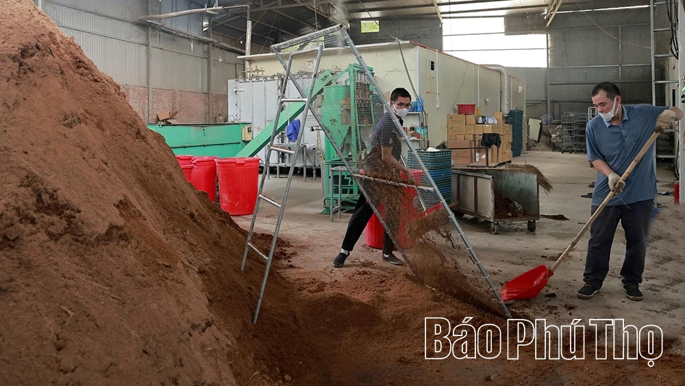 Explore organic mushroom growing model