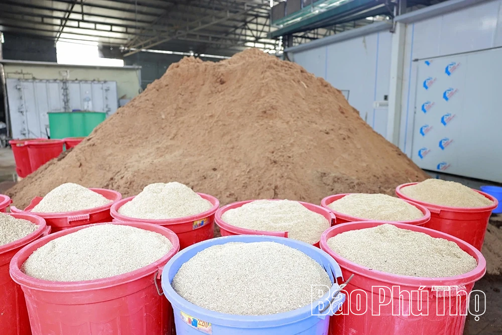 Explore organic mushroom growing model