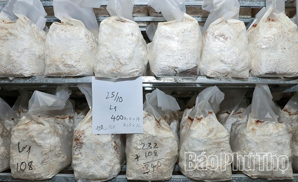 Explore organic mushroom growing model