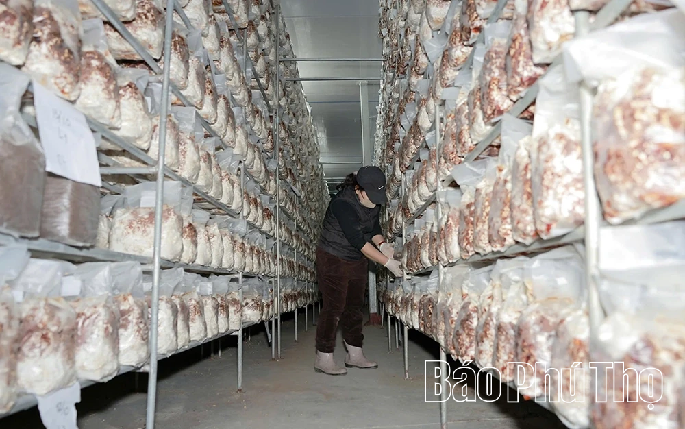 Explore organic mushroom growing model