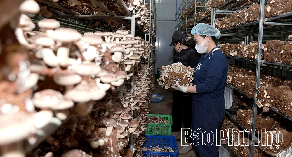 Explore organic mushroom growing model