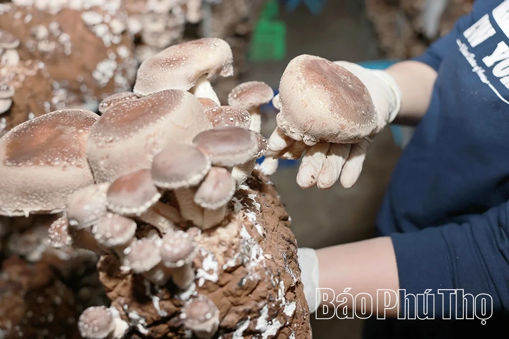Explore organic mushroom growing model