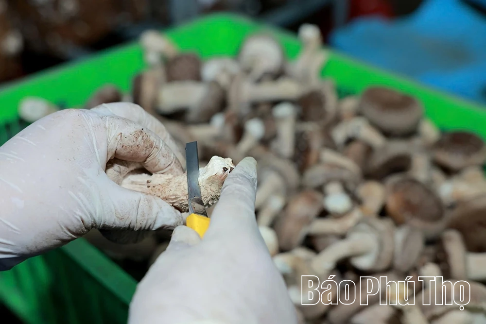 Explore organic mushroom growing model