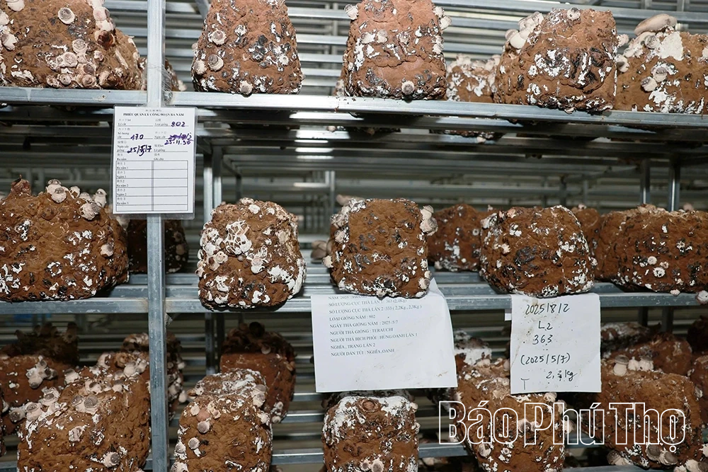 Explore organic mushroom growing model