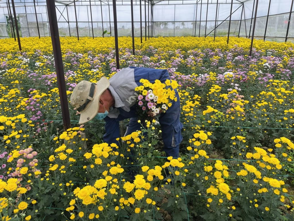 Το Κουάνγκ Νγκάι διαθέτει σήμερα περίπου 82 εκτάρια λαχανικών, λουλουδιών και φρούτων που παράγονται σε θερμοκήπια, διχτυωτά σπίτια και θερμοκήπια.