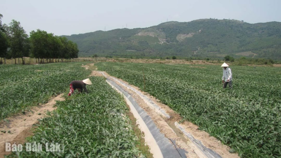 Oamenii din tribul Ea Ba își dezvoltă existența cultivând culturi agricole. Foto: T. Huong