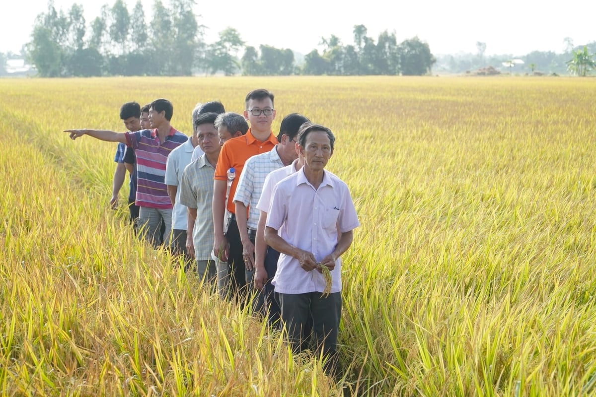 Фермеры деревни Труонг Тханг, коммуны Труонг Лонг Тай (город Кантхо), выбирают рис в качестве основного источника дохода. Фото: Ким Ань. Nông dân ấp Trường Thắng, xã Trường Long Tây (TP Cần Thơ) chọn cây lúa là sinh kế chính. Ảnh: Kim Anh.