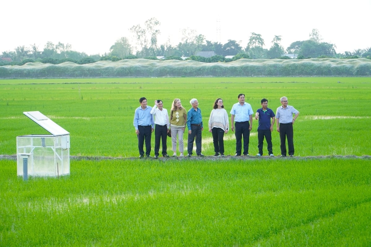 Рисовые поля кооператива New Green Farm, снижающие выбросы, приветствуют руководителей Всемирного банка и представителей бизнеса. Фото: Ким Ань. Cánh đồng lúa giảm phát thải của HTX New Green Farm chào đón lãnh đạo Ngân hàng Thế giới (WB) và các doanh nghiệp đến tham quan. Ảnh: Kim Anh.