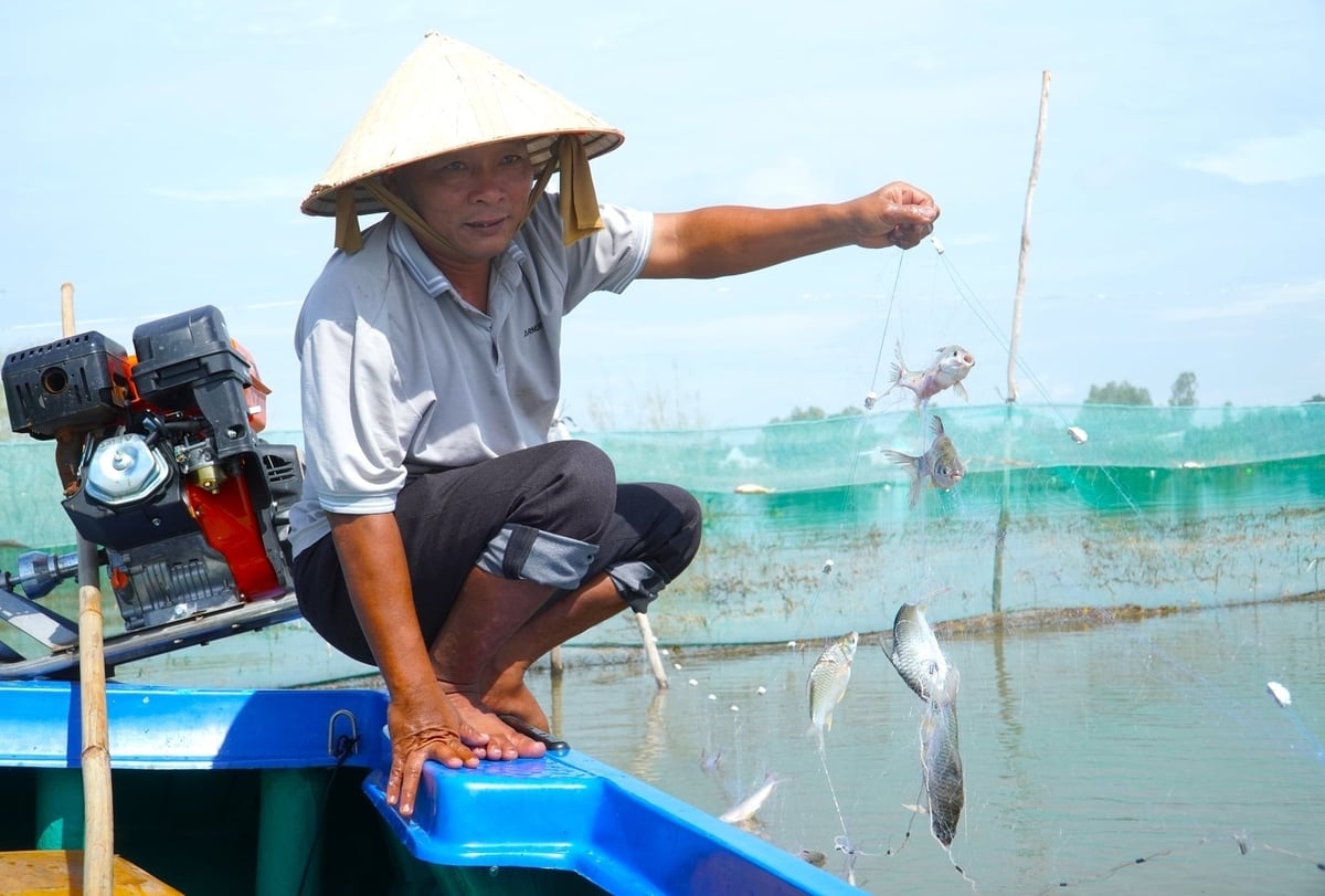 При безопасном возделывании рисовых полей и сокращении выбросов создаются условия для роста дикой рыбы, что приносит фермерам более высокий доход. Фото: Ким Ань. Khi ruộng lúa canh tác an toàn, giảm phát thải, cá tự nhiên có điều kiện phát triển, mang lại thu nhập cao hơn cho nông dân. Ảnh: Kim Anh.