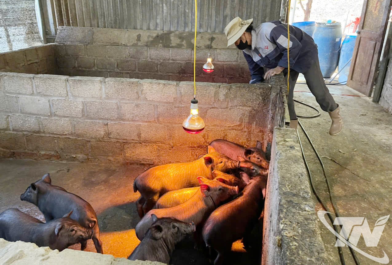 Пані Ма Тхі Дой з села На Джао (комуна Тхуонг Мінь) вмикає електрику, щоб зігріти своїх свиней у дні з низькою температурою.