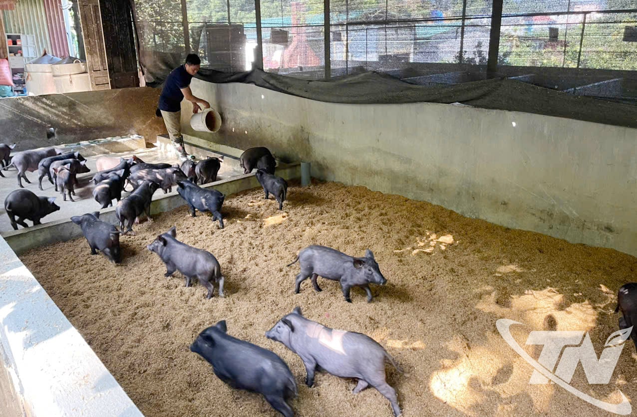 Домогосподарство, яке вирощує понад 200 свиней у районі Бак Кан, активно перерозподіляє худобу, готуючись обслуговувати ринок Тет.