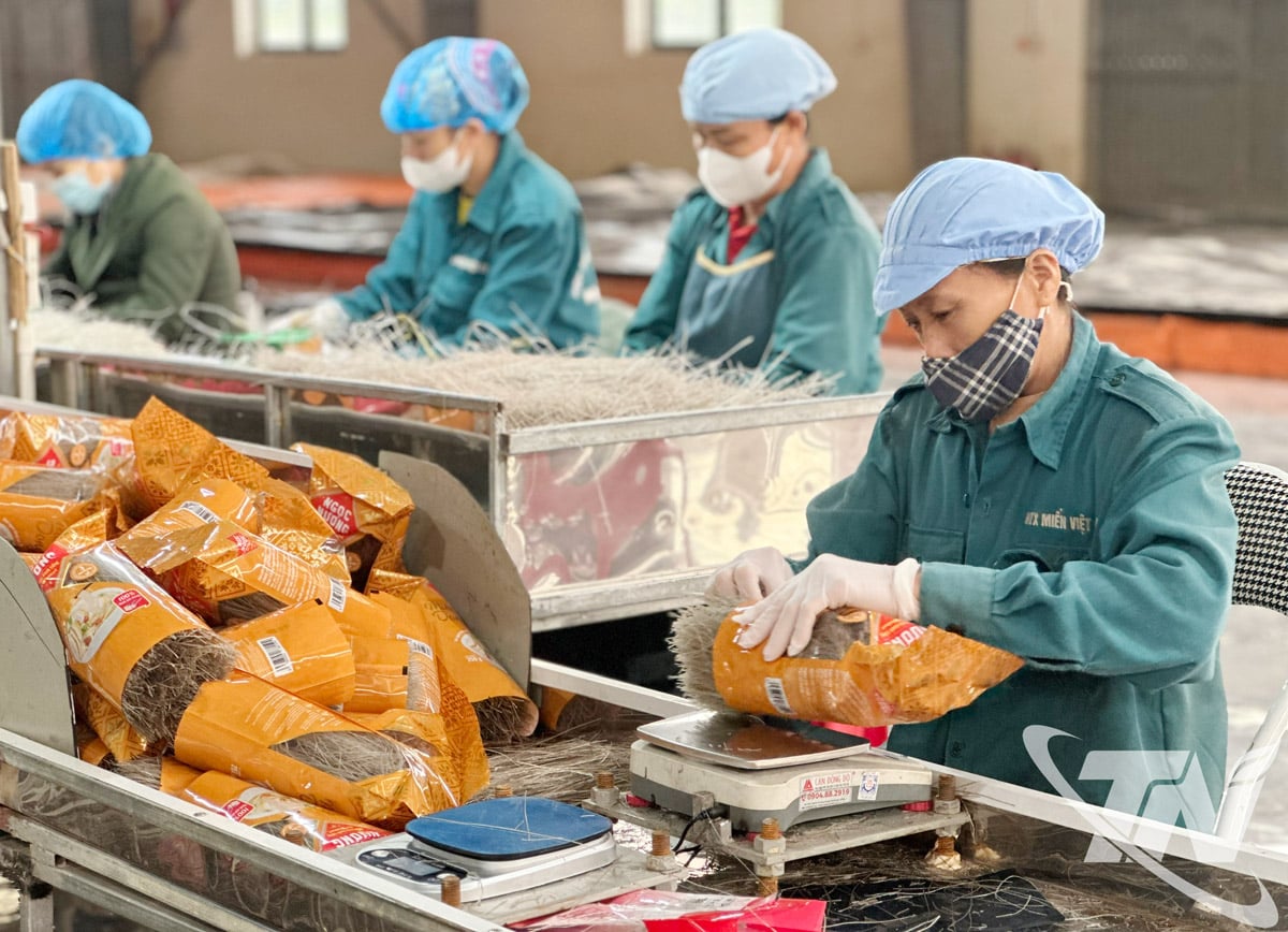 Viet Cuong Vermicelli Cooperative producerar ren vermicelli, förpacknings- och märkningsprodukter som uppfyller OCOP-standarder.
