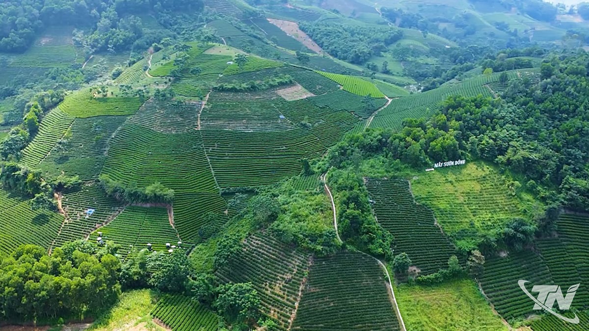 Λόφος τσαγιού La Bang - οικολογικός χώρος όπου ο Συνεταιρισμός May Suon Dong αναπτύσσει αγροτικό τουρισμό που σχετίζεται με τη βιομηχανία τσαγιού.
