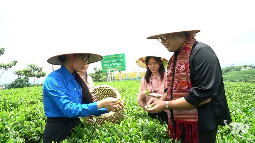 Οι τουρίστες βιώνουν τη συλλογή τσαγιού στη Λα Μπανγκ στο πλαίσιο του προγράμματος αγροτουρισμού του Συνεταιρισμού Μάι Σουόν Ντονγκ.