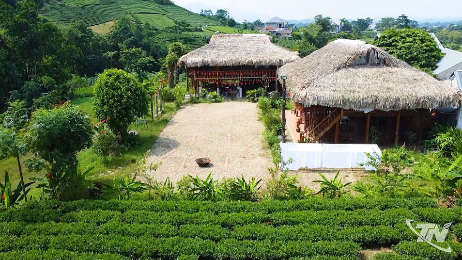 Ο χώρος διαμονής May Suon Dong σε οικογένεια ανάμεσα σε λόφους πράσινου τσαγιού, όπου οι επισκέπτες απολαμβάνουν τη φύση και βιώνουν την κουλτούρα του τσαγιού La Bang.