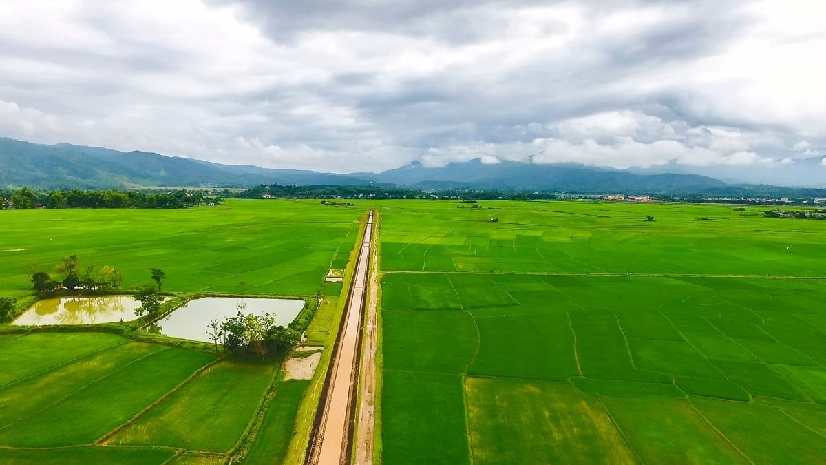 Cánh đồng lúa Mường Thanh. Ảnh: Trần Hương.
