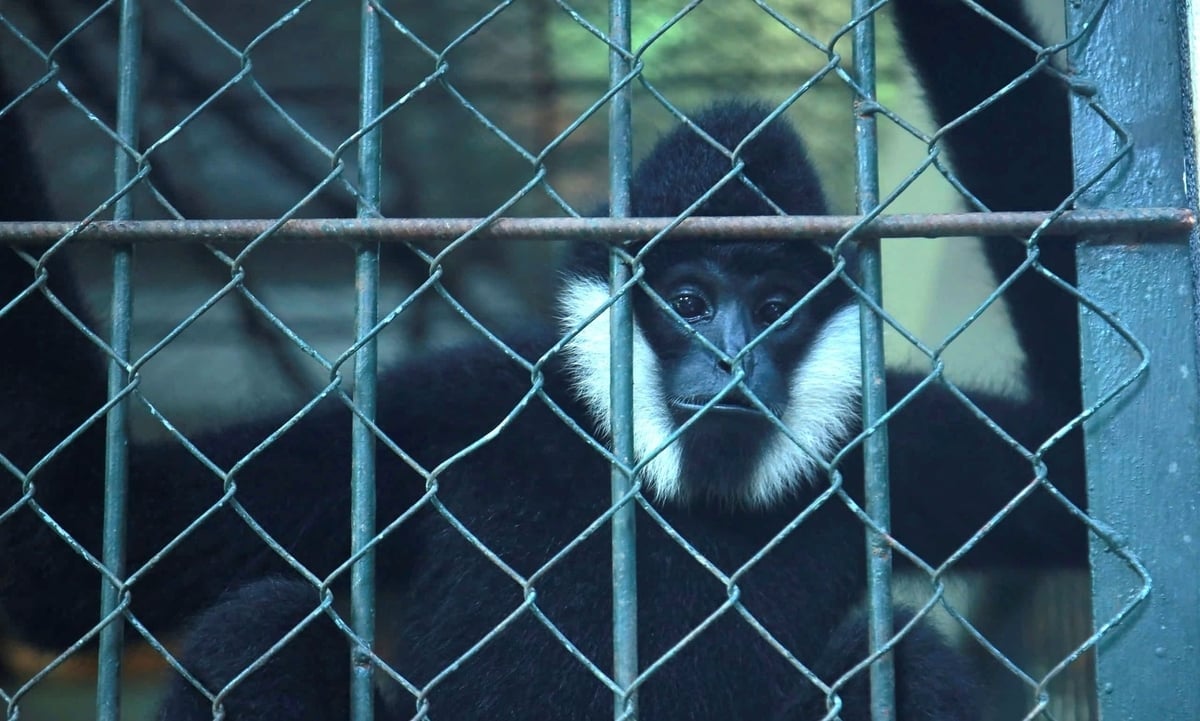 O Parque Nacional Pu Mat é uma área de conservação para muitas espécies raras da vida selvagem. Foto: Viet Khanh.