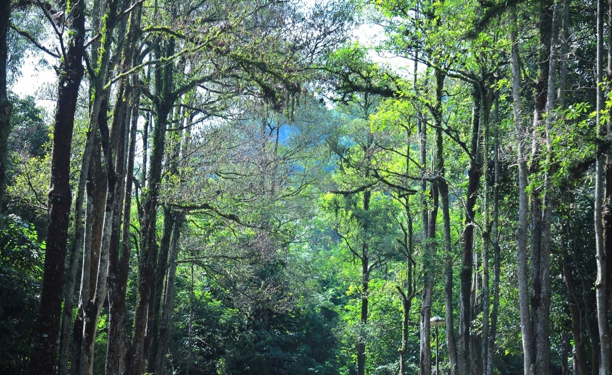 Pu Mat é uma obra-prima nas majestosas montanhas de Nghe An. Foto: Viet Khanh.