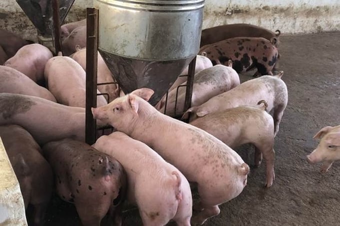 Prețul porcului astăzi, 9 decembrie 2025, în trei regiuni Giá heo hơi hôm nay 9/12/2025 ở ba miền mới nhất