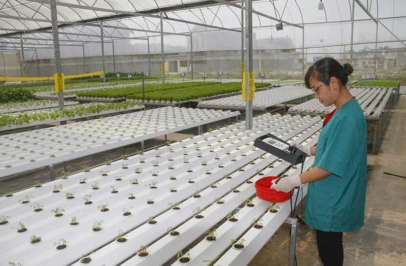 Połączenie podaży i popytu tworzy dynamikę, dzięki której produkty rolne z Thanh Hoa mogą się rozwijać (część 1): Rozwój kluczowych produktów rolnych przy zastosowaniu wysokiej technologii na dużą skalę