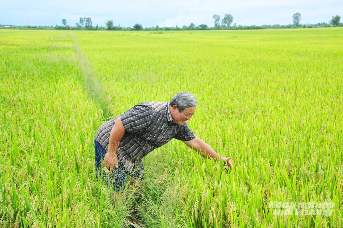 Bønder sjekker åkrene sine i det fleksibelt regulerte vanningsområdet innenfor åkeren, og sikrer stabil vekst av høst-vinterris til tross for rask flom. Foto: Le Hoang Vu. Nông dân kiểm tra đồng ruộng trong vùng thủy lợi nội đồng được điều tiết linh hoạt, đảm bảo lúa thu đông sinh trưởng ổn định dù lũ lên nhanh. Ảnh: Lê Hoàng Vũ.