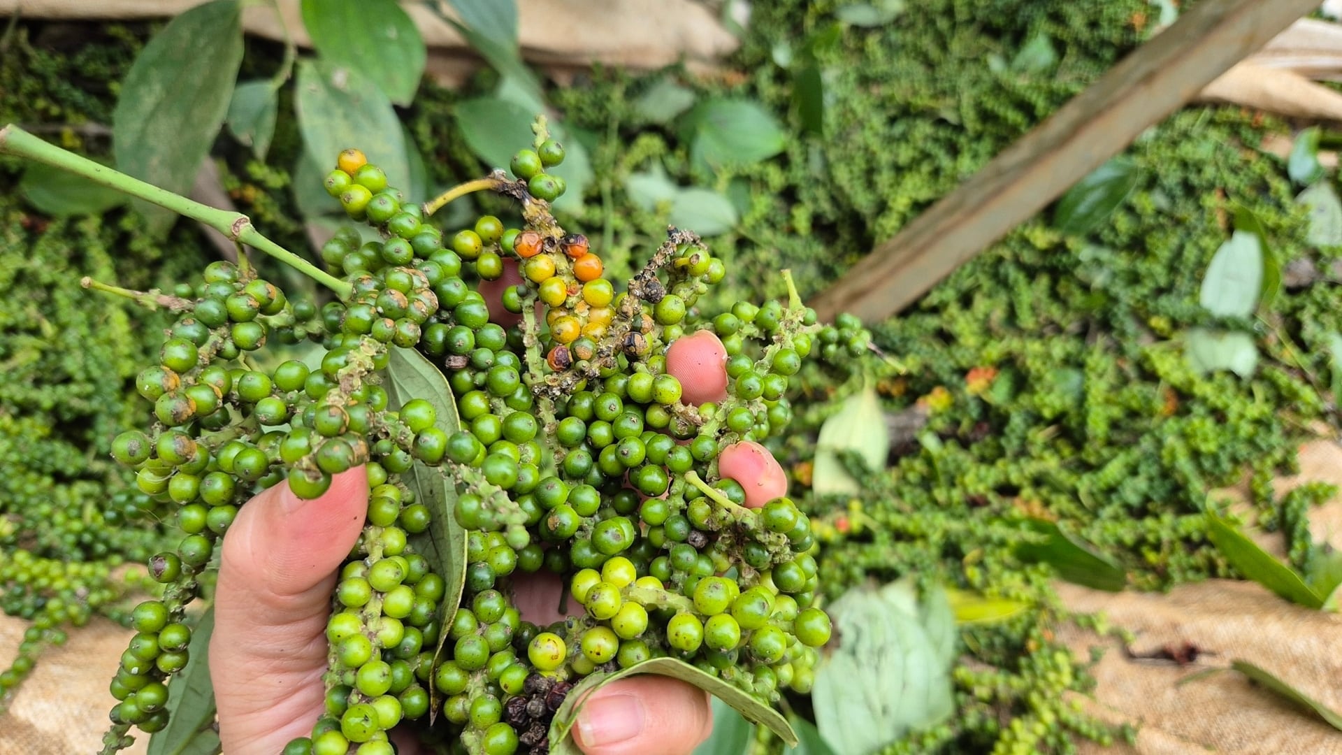 A paprika ára ma, 2025. december 9-én: Számos termőhelyen emelkedett.